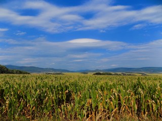 Corn field, hills and sky