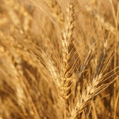 Ears of Wheat.
