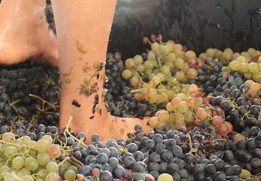 Feet crushing grapes in vineyard