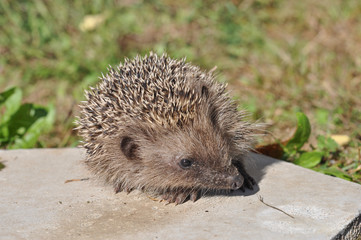 Hedgehog mammal