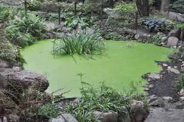 Duckweed plant