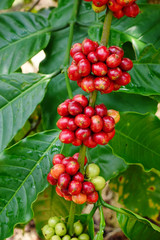 Coffee beans ripening on a tree.