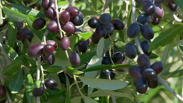 Ripe olives (Olea europaea) on the tree, Tuscany, Italy, Europe