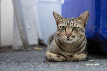 Street cat