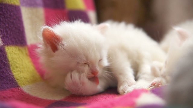 white kitten wash and sleep in the room close up