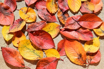 落ち葉のテクスチャ／「紅葉イメージ」や「秋イメージ」等の背景用素材として使用できる写真です。