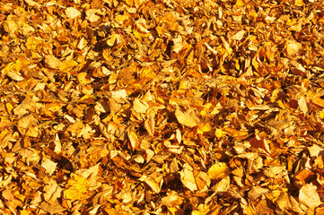 Fallen autumn leaves on the ground in the city park 