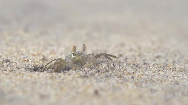 SLOW MOTION: Little crab on a beach close up
