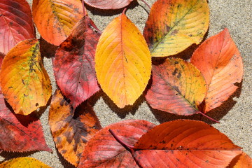 落ち葉のテクスチャ／「紅葉イメージ」や「秋イメージ」等の背景用素材として使用できる写真です。