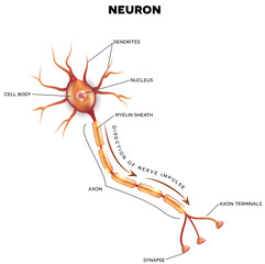 Labeled diagram of the neuron