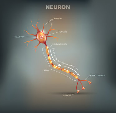 Labeled diagram of the Neuron, nerve cell that is the main part of the nervous system. Abstract grey mesh background.