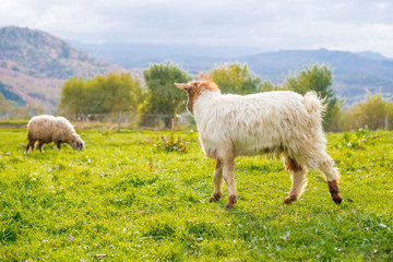 Obraz premium Goat on a pasture Goat on a pasture - selective focus over the g