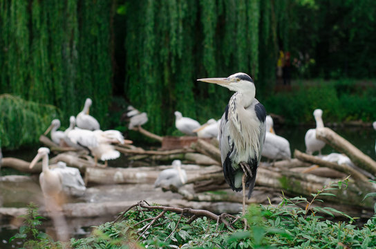 Herons and Pelicans in a zoo