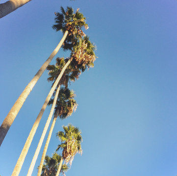 Low angle view of palm trees, Hollywood, Los Angeles, California, USA 