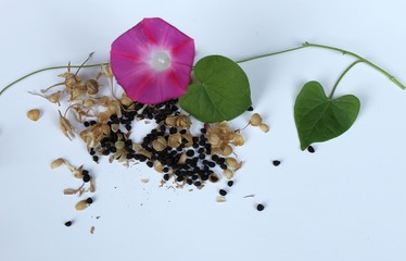 Morning glory plant flower with leaves and seeds on a light background