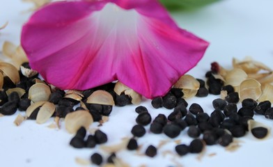 Morning glory plant flower with leaves and seeds on a light background