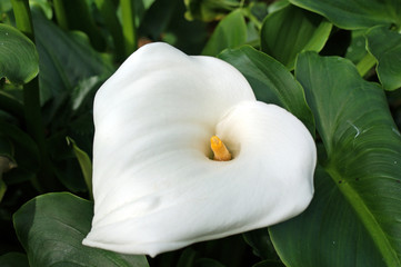 Fototapeta na wymiar Weiße gewöhnliche Calla, Zantedeschia aethiopica