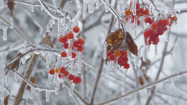 Viburnum opulus cluster of red berries in winter