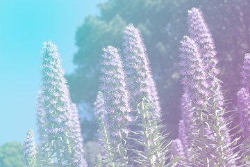 Obraz premium The field of purple flowers with gradient color to be used as background