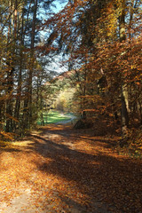 Wald im Herbst