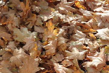 Herbst