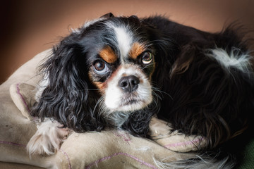 Primo piano di Cavalier king  Charles Spaniel accovacciato sul cuscino