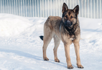 dog standing on the snow, looking at the camera