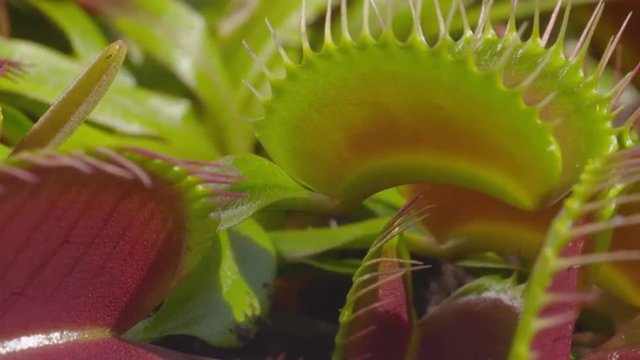 CLOSE UP: Snap trap carnivorous plant