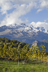 Weinfelder vor schneebedeckter Brenta