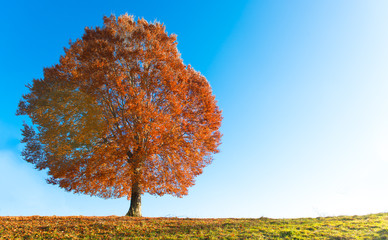 Beech in autumn