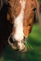 Fototapeta premium Horse eating grass