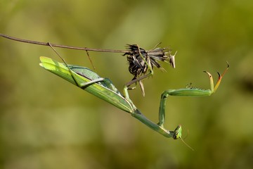 Mantide religiosa, femmina