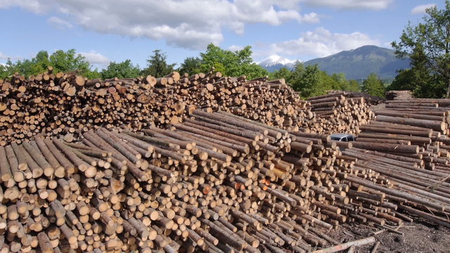 AERIAL: Large stack of lumber logs at the forest edge