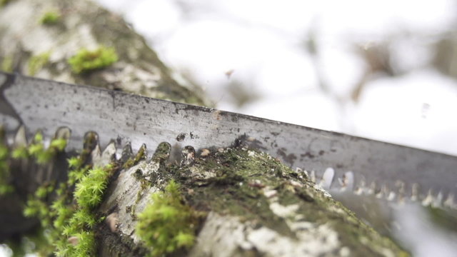 SLOW MOTION: Cutting down tree with a saw
