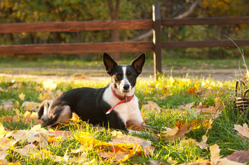 Mixed-breed dog outdoor portrait