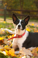 Mixed-breed dog outdoor portrait