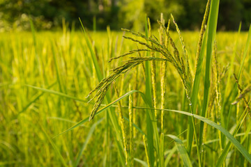 Rice field,Warm tone