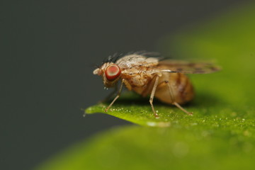 The Fruit fly