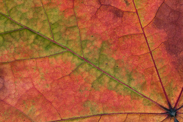 Naklejka na ściany i meble Close up of an autumn colorful maple leaf