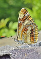 Butterfly (Neptis thisbe) 7