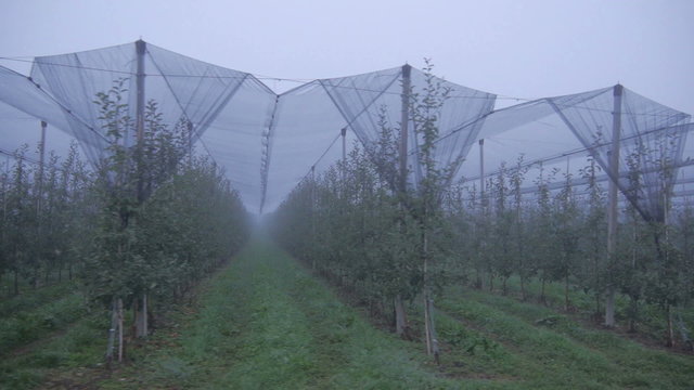 Aerial view: Orchard with netting