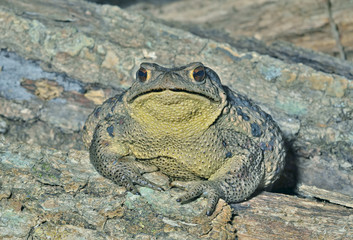 Toad (Bufo gargarizans) 27