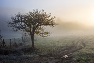 Fototapeta na wymiar autumn landscape. yellow trees in fog on the meadow