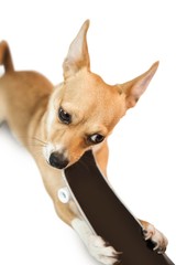Cute dog chewing on skateboard toy