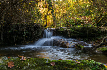 Fototapeta na wymiar Paysage forêt et rivière 