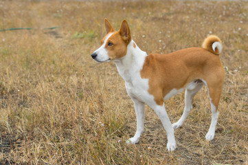Outdoor portrait of Basenji dog in autumnal grass