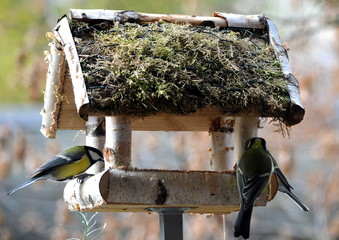 Trio am Vogelhäuschen