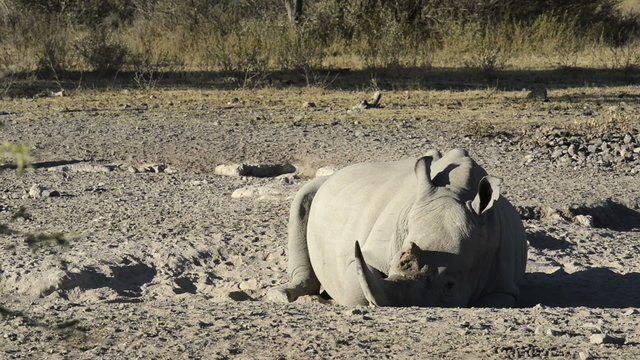 African White Rhinoceros or Square-lipped Rhinoceros (Ceratotherium simum) in high definition hand held footage