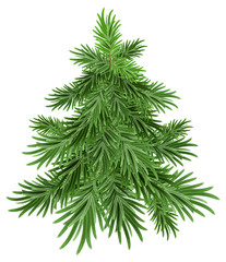 Fototapeta na wymiar Green pine tree