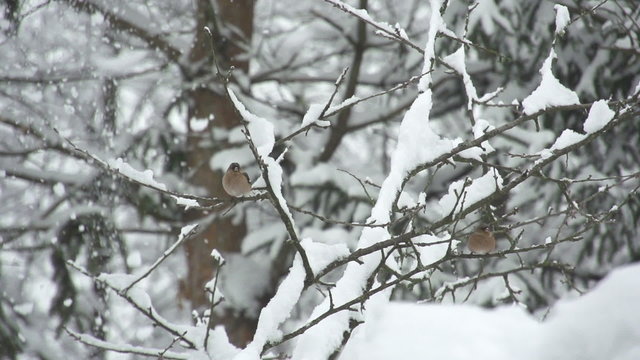 SLOW MOTION: Wild birds in winter forest